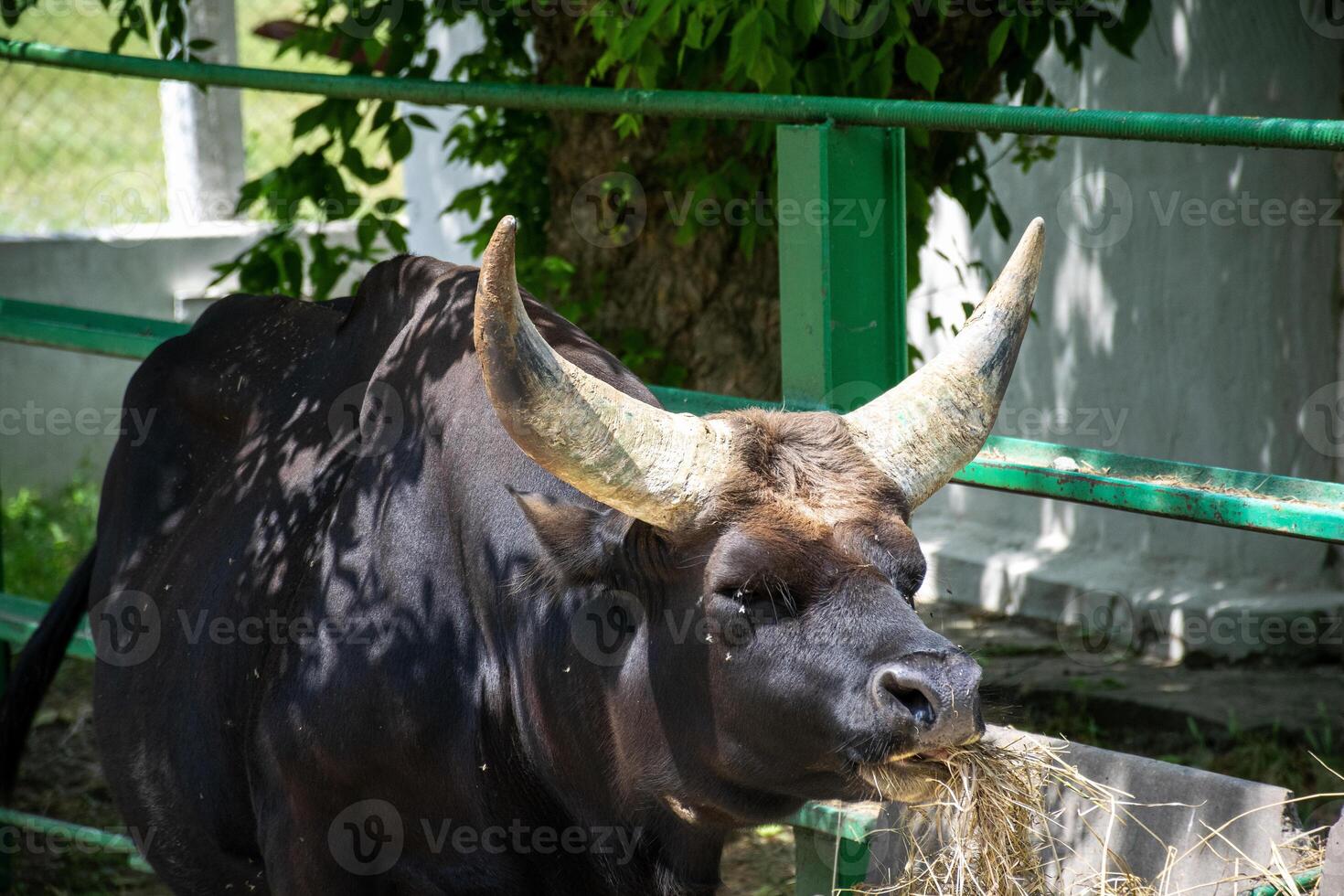 a huge black buffalo with big horns eats grass. the horns are grey, he chews hay. he stands in the sun on a sunny day and looks at the camera. the animal's face is close-up photo