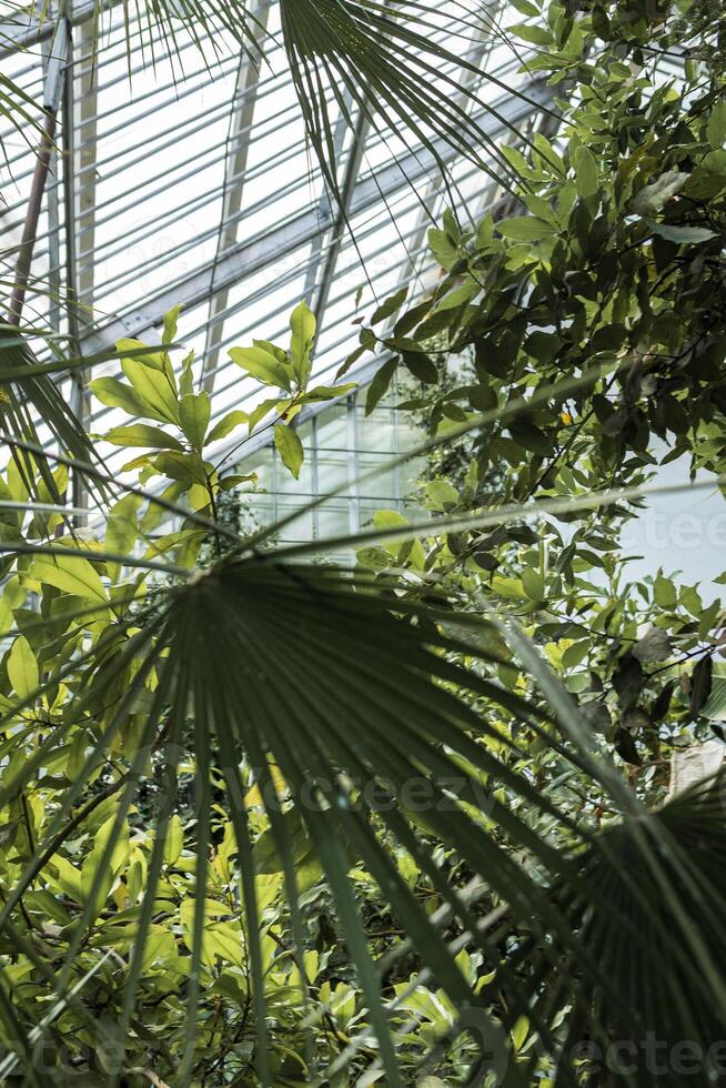 tropical garden with palm trees and greenhouse roof. palm tree leaves in the form of a fan in the foreground. variety of palm trees. vertical photo