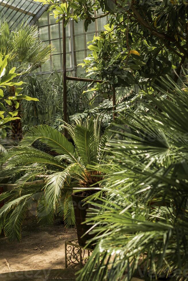 tropical garden in a greenhouse with palm trees with a variety of tropical trees. evergreen palm trees in large pots grow in a greenhouse. vertical photo. glass walls of the greenhouse are visible. photo