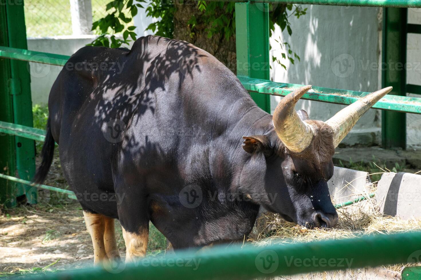 a huge black buffalo with big horns is eating grass. its horns are grey, it is chewing hay. it is standing in the sun on a sunny day photo