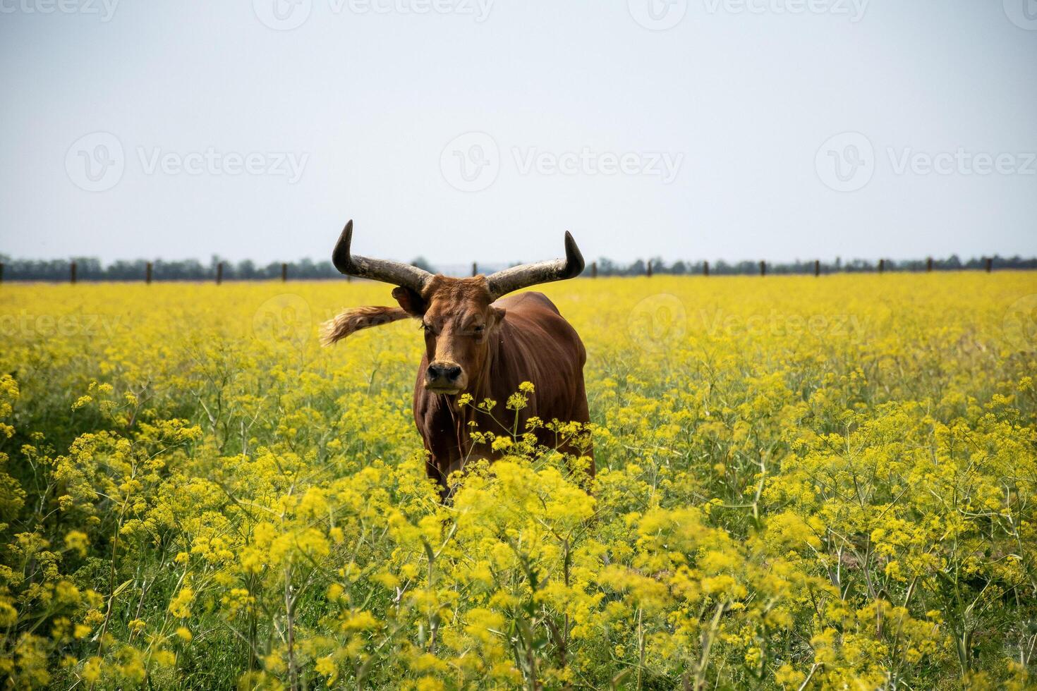 A huge dark brown buffalo with big curved horns is grazing in a field. A huge blooming field with yellow flowers. A soft blue sky. The buffalo is looking at the camera and there are flowers. photo
