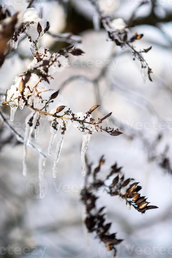 tree branches covered with snow in winter. ice and frost. transparent icicles on the branches. ice covered the tree fruits. icicles close-up photo