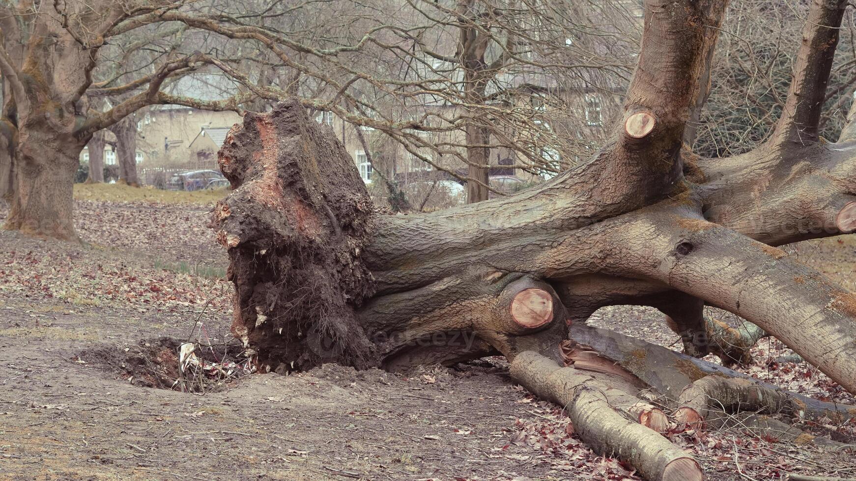 A large old tree has fallen in the park, uprooted by a fierce storm. The consequences of strong winds photo