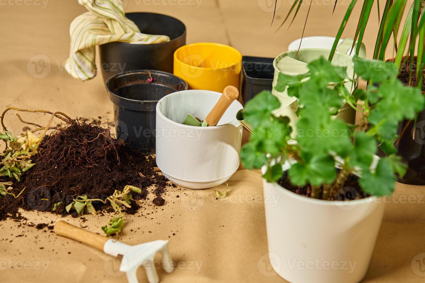 Gardening tools and potted plants during repotting process. Houseplant care photo