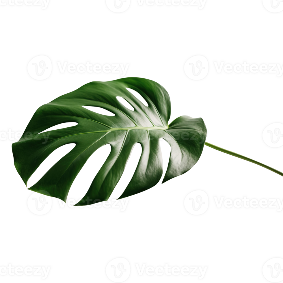 Vibrant green monstera leaf isolated on transparent background png