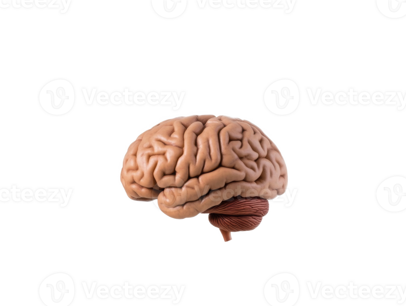 Anatomical depiction showcasing the complex structure of human brain in intricate details png