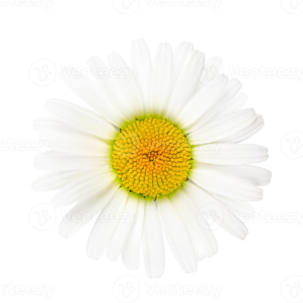 Chamomile flower isolated on a transparent background. Stock photo. png
