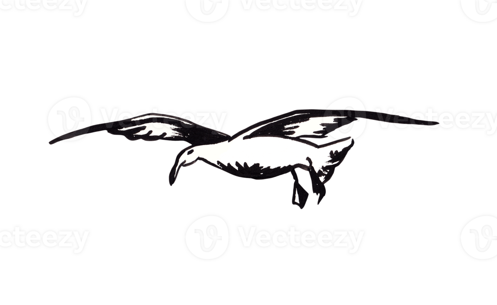 Illustration of a seagull in graphic style, png