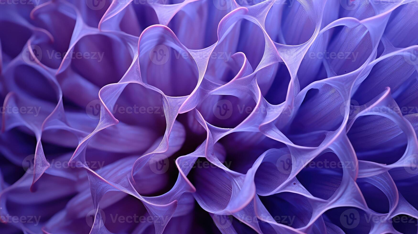 macro purple hyacinth photo