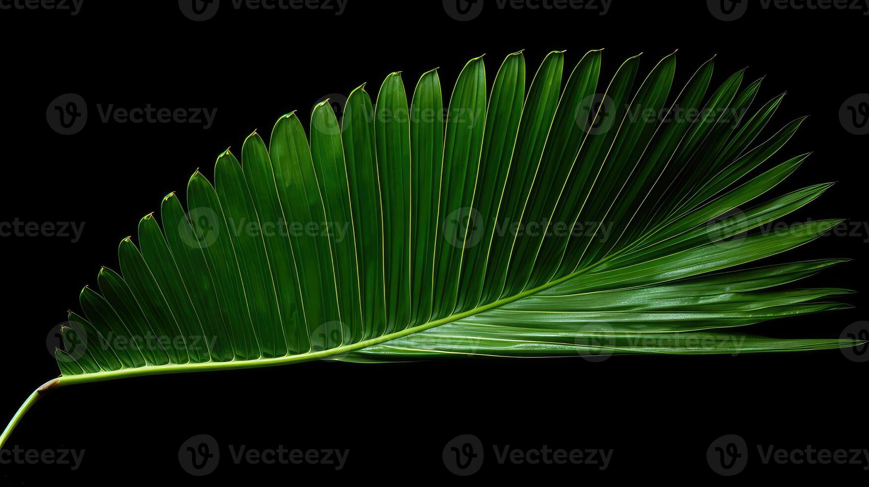 background palm leaf isolated photo