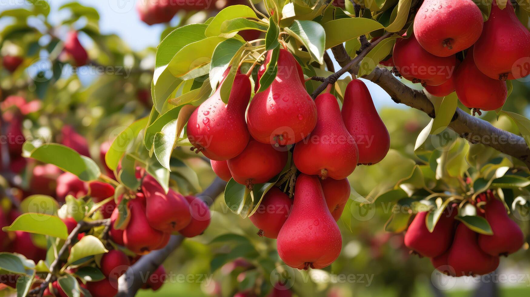 clusters red bartlett pear photo