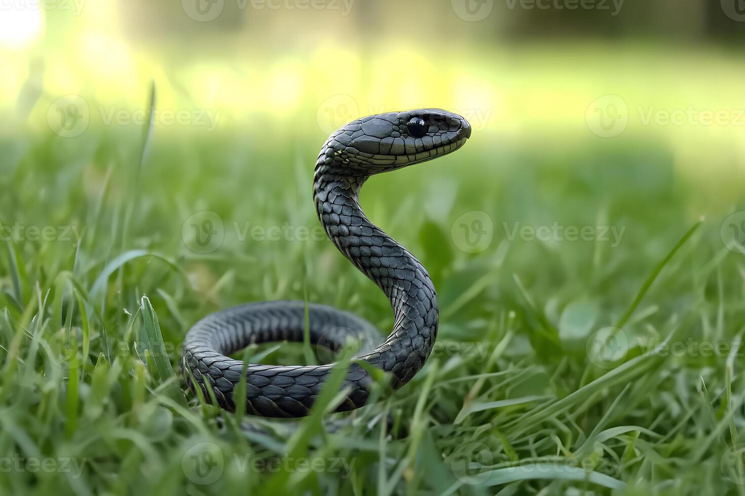 Close-up of a cute black snake resting on lush green grass in a garden, showcasing its smooth scales and natural habitat photo