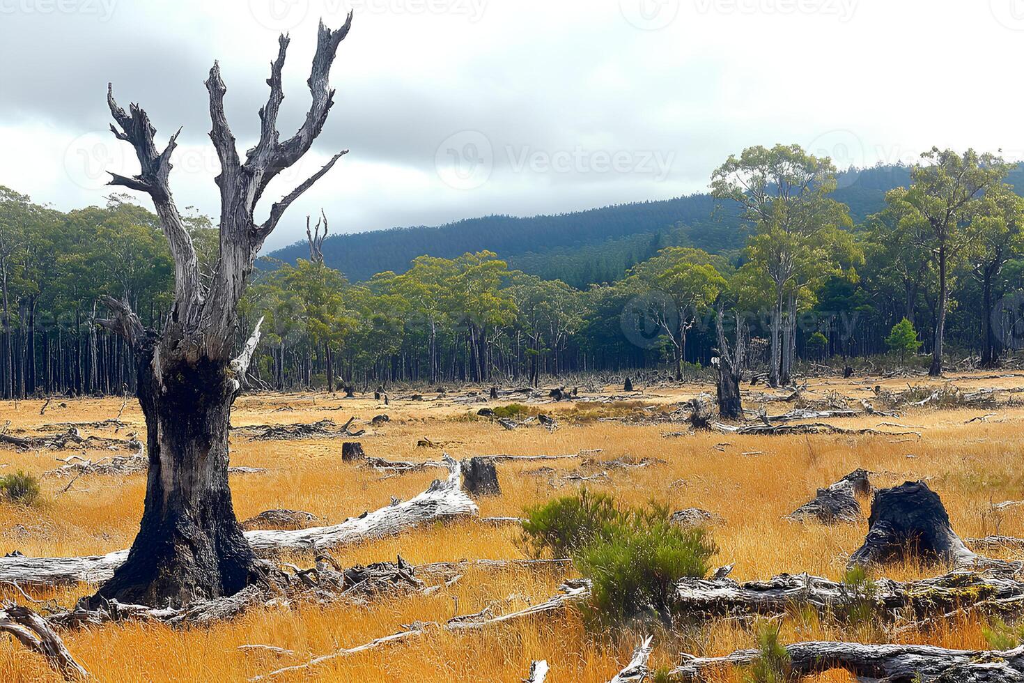 A dramatic scene of dead trees scattered across the barren landscape of the Australian outback, with the South Island of New Zealand in the distance, illustrating the harsh environment photo
