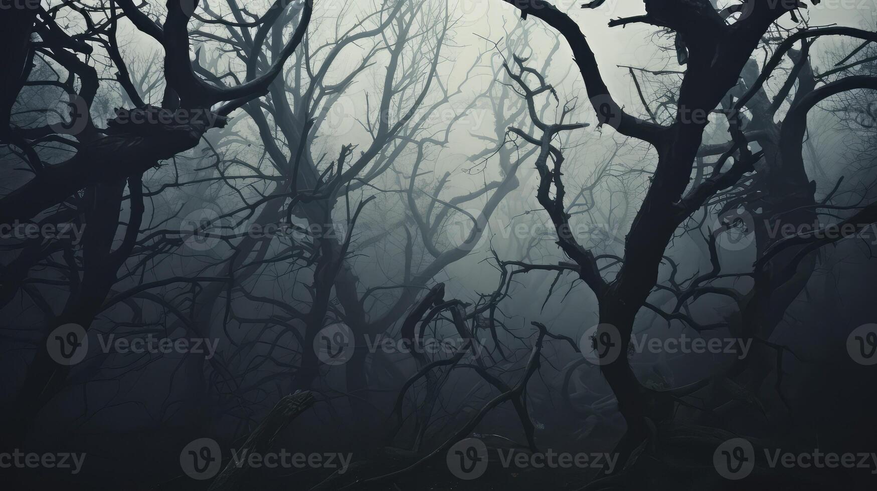 forest dark gray photo