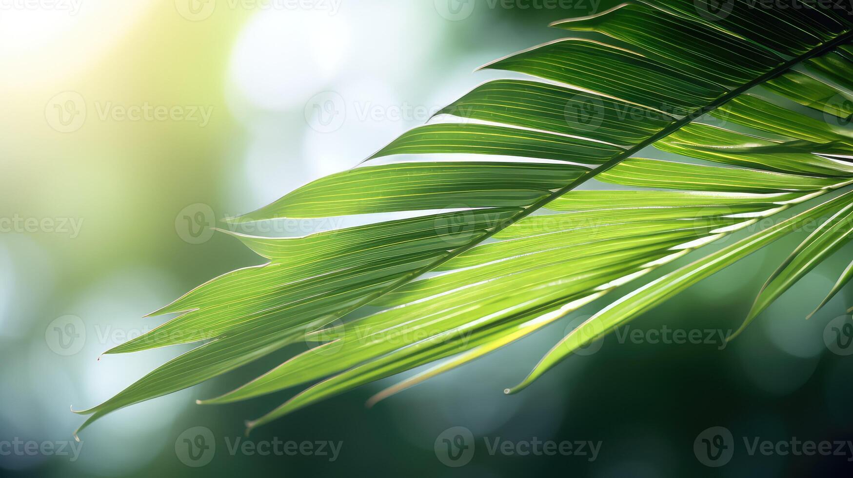 photo palm leaves isolated