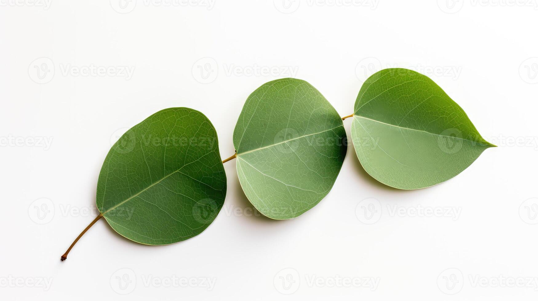 foliage modern eucalyptus leaves greenery photo