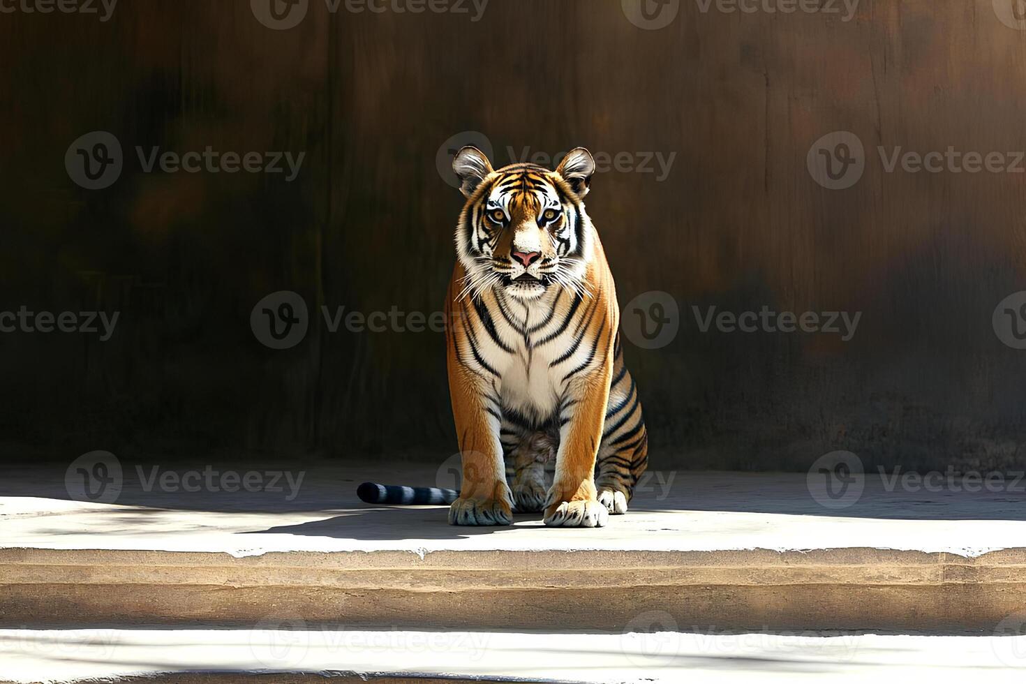 A majestic portrait of a tiger sitting in the sun at the zoo, its powerful gaze and rich orange fur illuminated by natural light, showcasing the beauty and strength of this magnificent animal photo