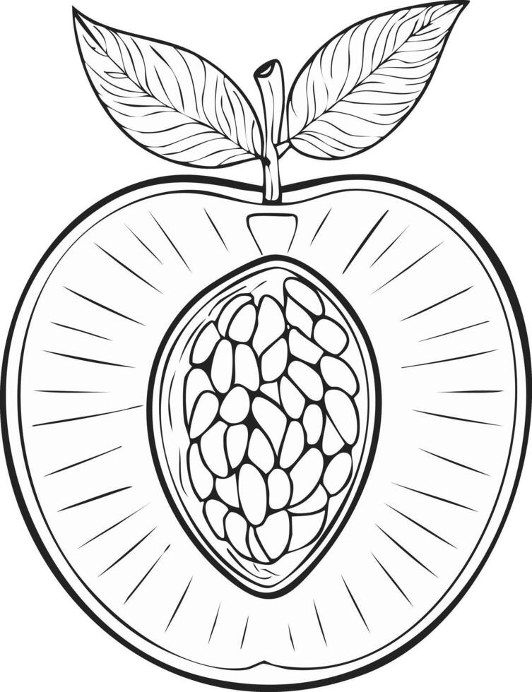 Peach Fruit Food Meal Healthy Coloring Kid Book Page in Black and White. and Colored Samples vector