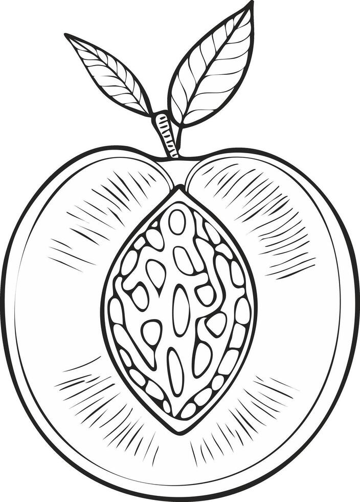 Peach Fruit Food Meal Healthy Coloring Kid Book Page in Black and White. Monochrome and Colored Samples vector