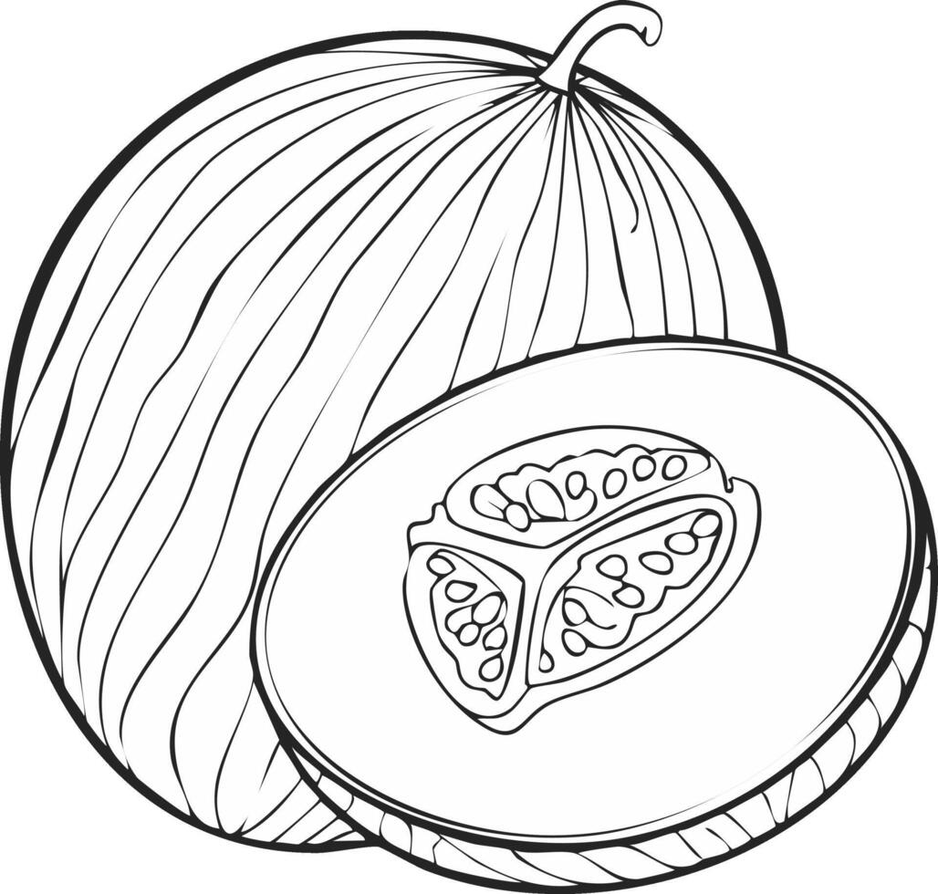 Melon Fruit Food Meal Healthy Coloring Kid Book Page Black and White. Monochrome and Colored Samples vector
