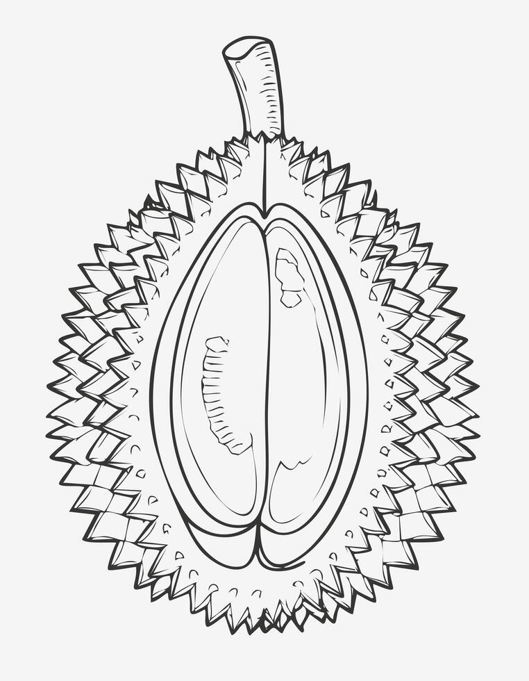Durian Fruit Food Meal Healthy Coloring Kid Book Page in Black White. Monochrome and Colored Samples vector