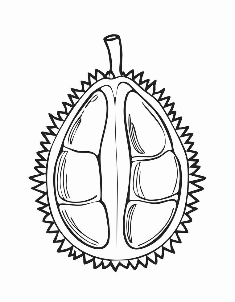 Durian Fruit Food Meal Healthy Coloring Kid Book Page in Black and White. Monochrome and Samples vector