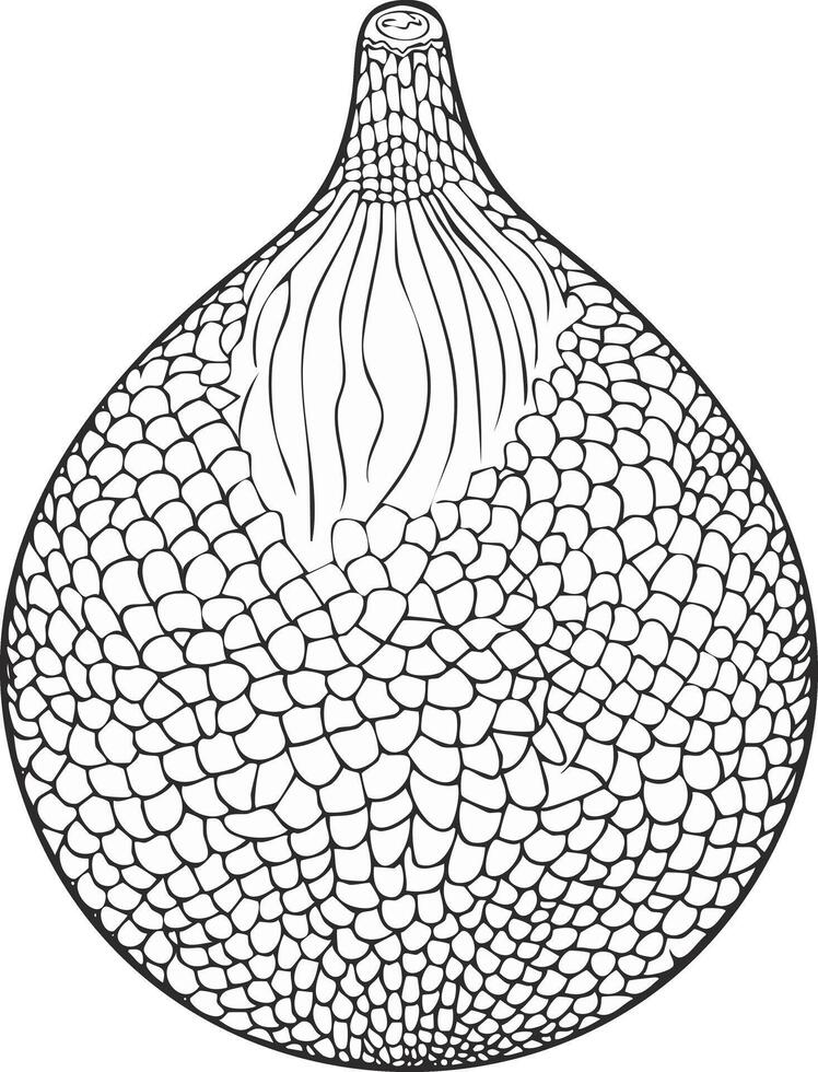Salak Snake Fruit Food Meal Healthy Coloring Kid Book Page in Black White. Monochrome and Colored Samples vector