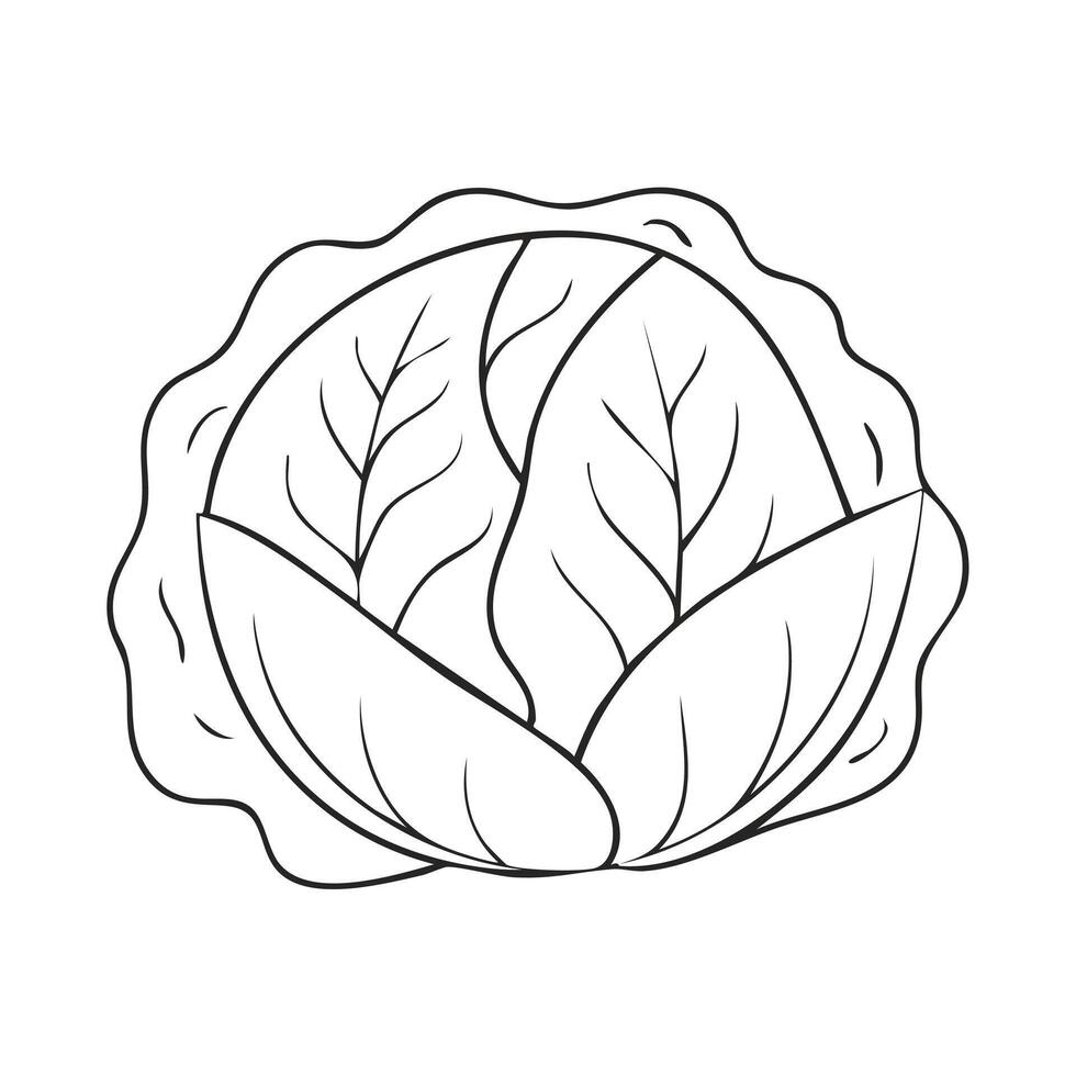 Cabbage Vegetable Vegan Food Meal Healthy Coloring Kid Book in Black and White. Monochrome and Colored Samples vector