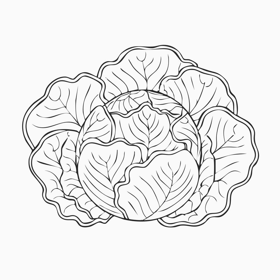 Cabbage Vegetable Vegan Food Meal Healthy Coloring Kid Book Page in Black and White. and Colored Samples vector