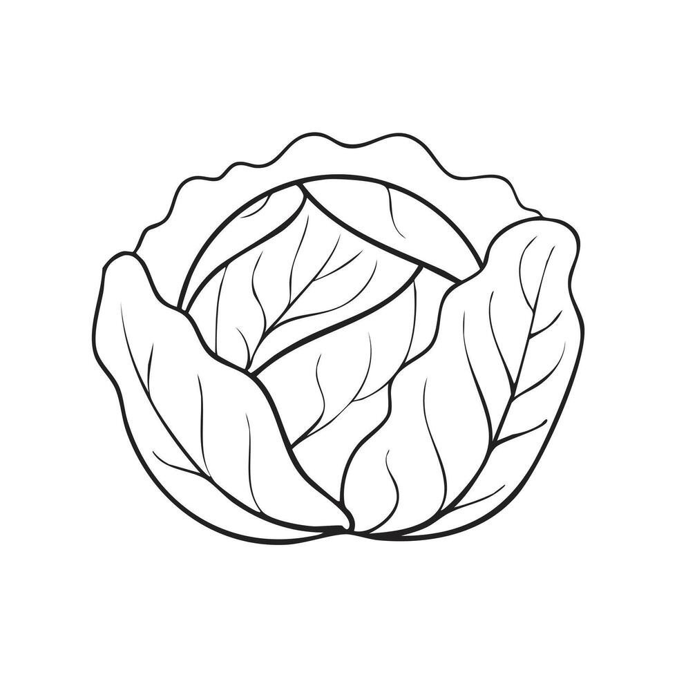 Cabbage Vegetable Vegan Food Meal Healthy Coloring Kid Book Page in Black White. Monochrome and Colored Samples vector