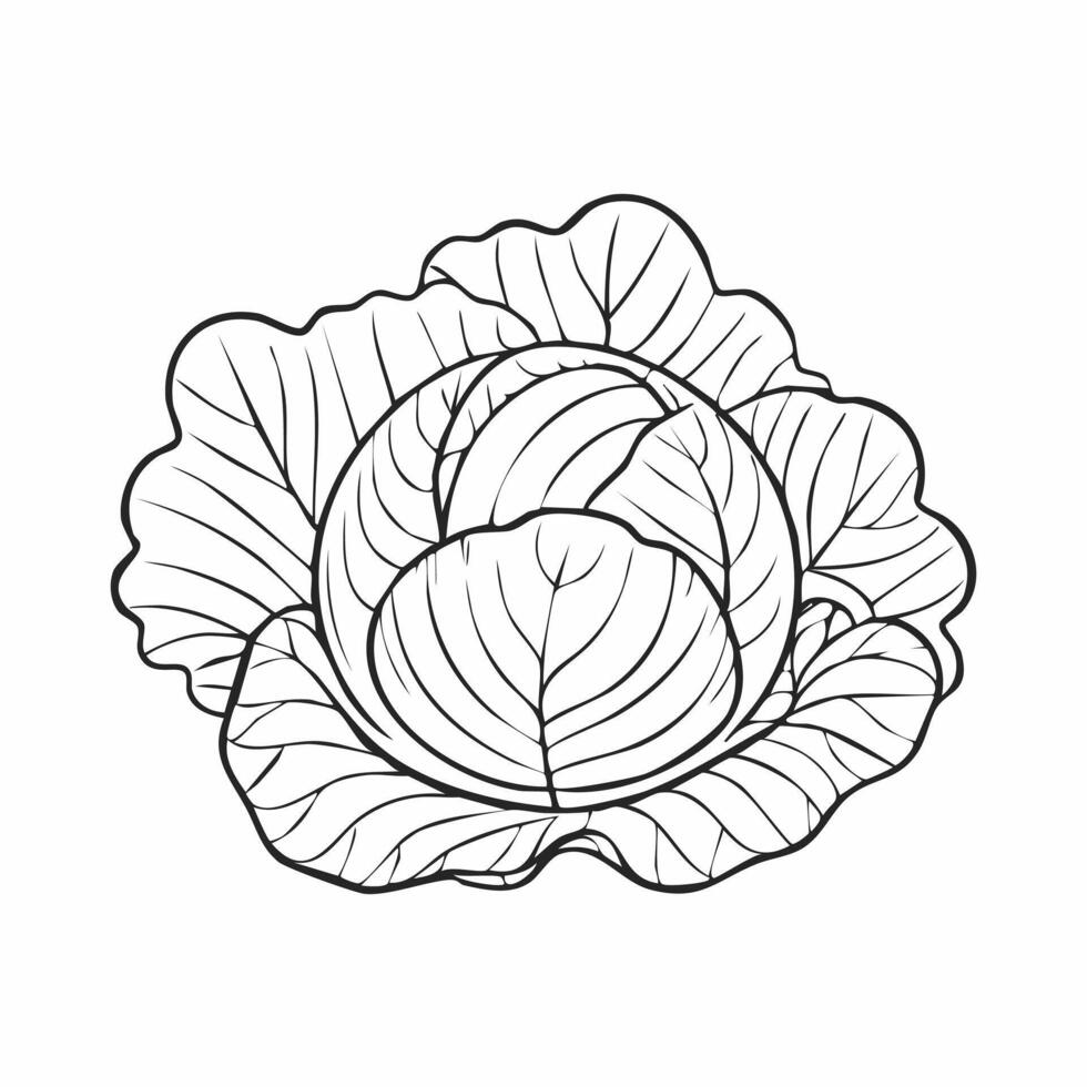 Cabbage Vegetable Vegan Food Meal Healthy Coloring Kid Book Page in Black and White. Monochrome Colored Samples vector