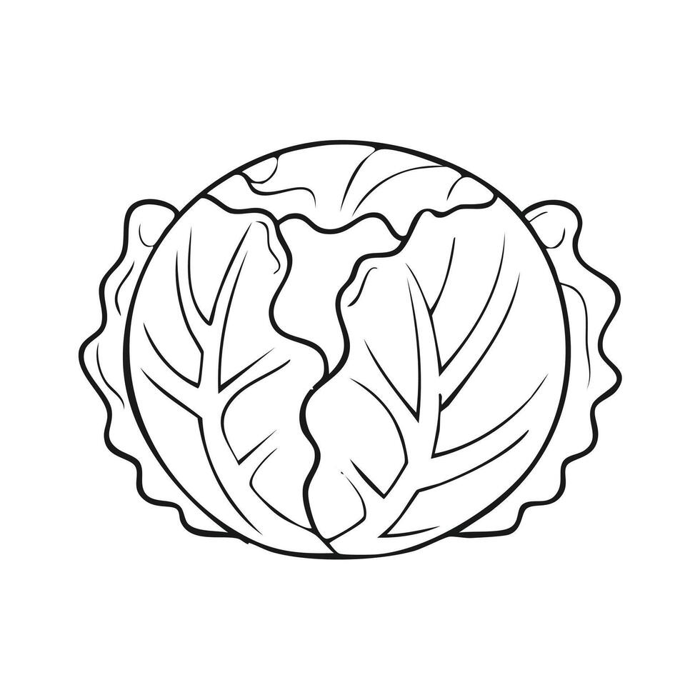 Cabbage Vegetable Vegan Food Meal Healthy Coloring Kid Book Page in Black and White. Monochrome and Colored vector