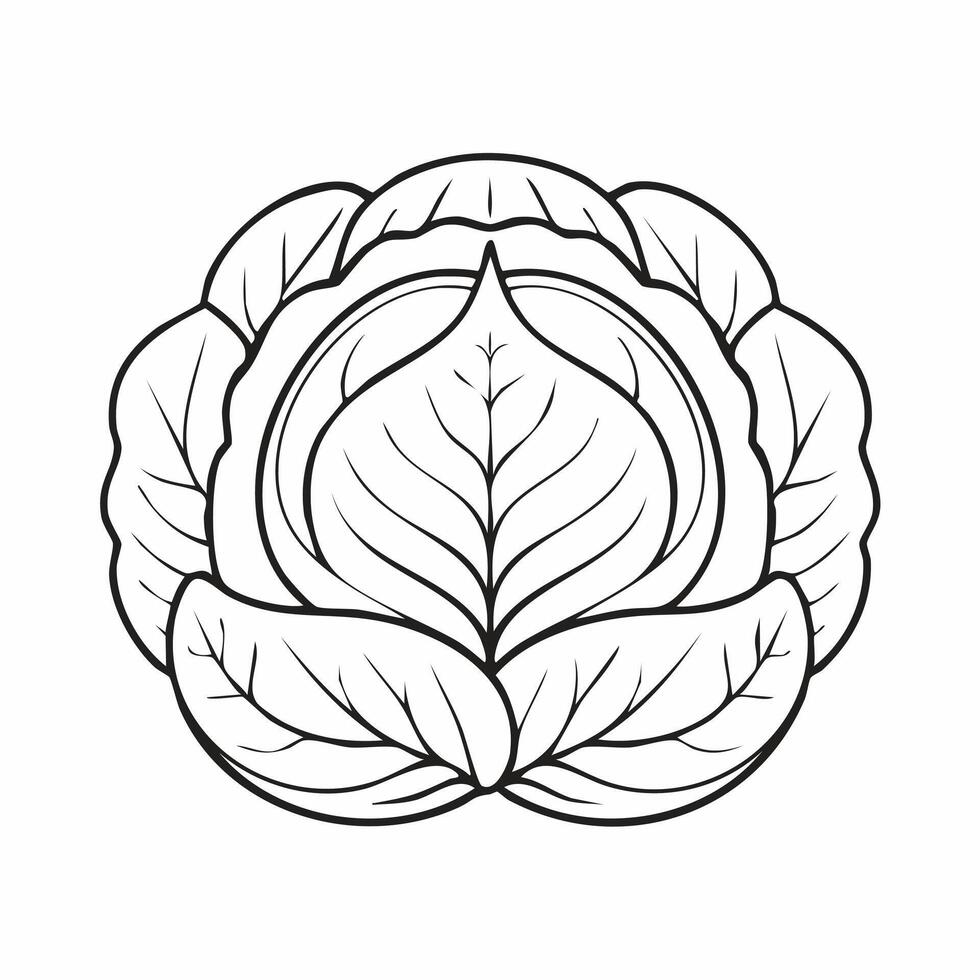 Cabbage Vegetable Vegan Food Meal Healthy Coloring Kid Book Page in Black and White. Monochrome and Colored Samples vector