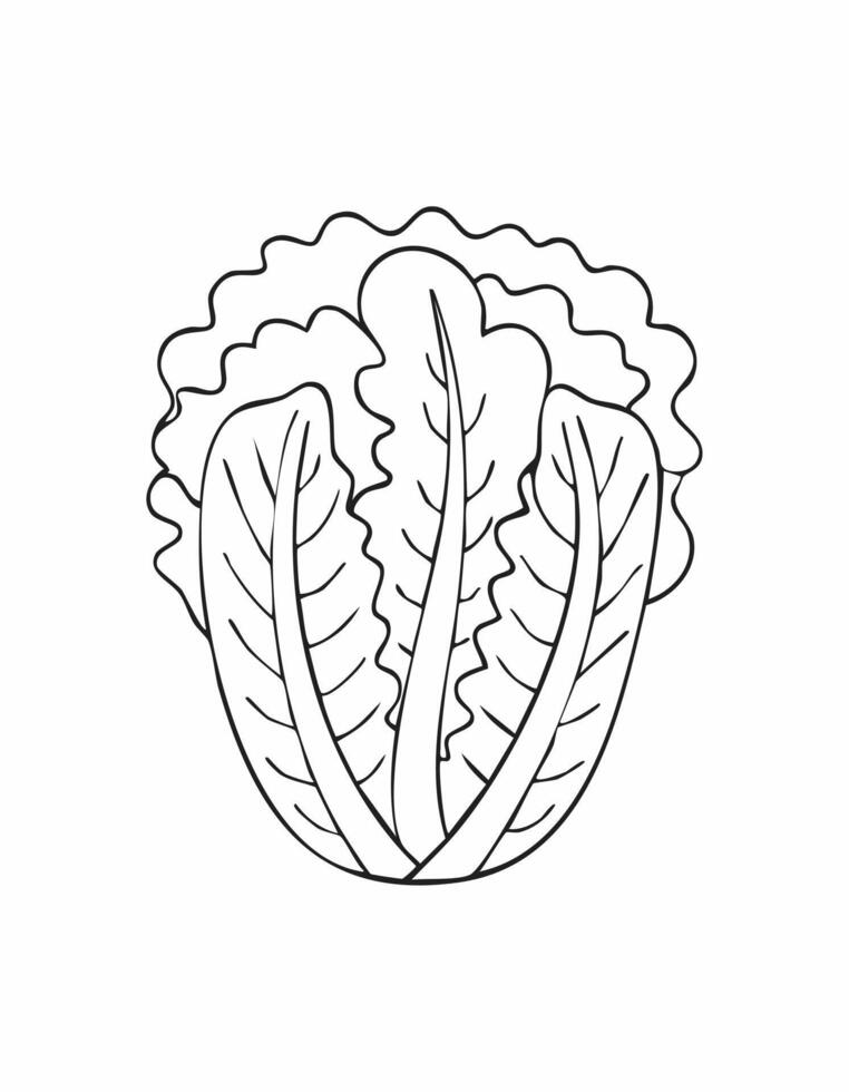 Lettuce Vegetable Vegan Food Meal Healthy Coloring Kid Book Page in Black and White. Monochrome and Colored Samples vector