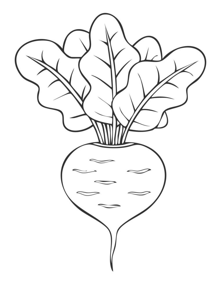 Beetroot Vegetable Vegan Food Meal Healthy Coloring Kid Book Page in Black and White. Monochrome and Colored vector