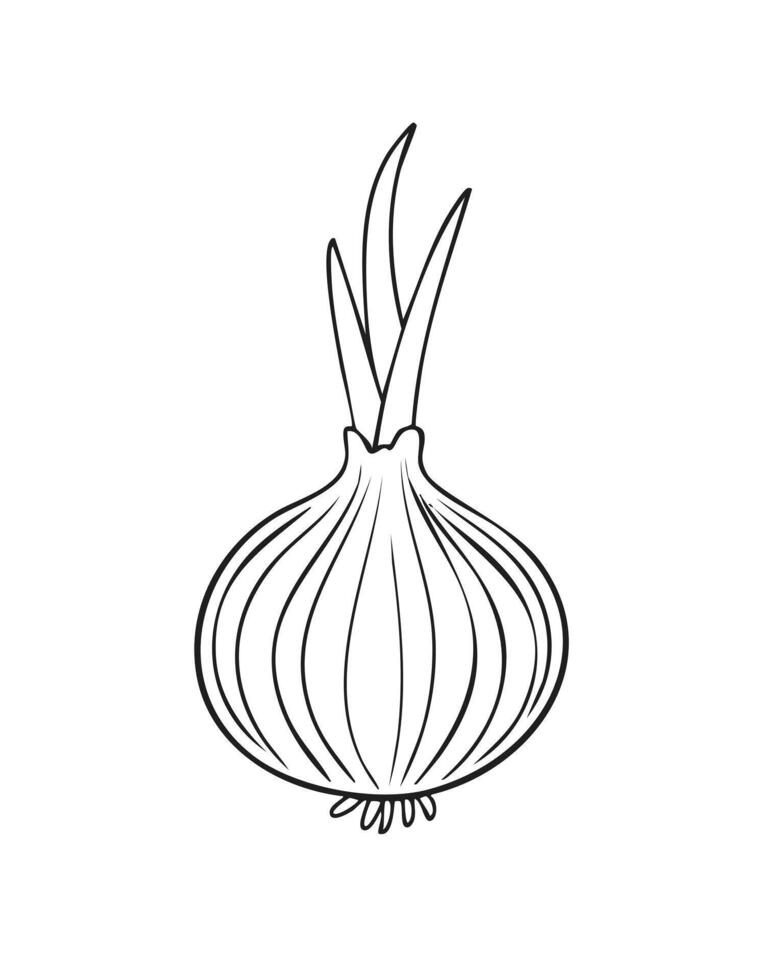 Onion Vegetable Vegan Food Meal Healthy Coloring Kid Book Page Black and White. Monochrome and Colored Samples vector