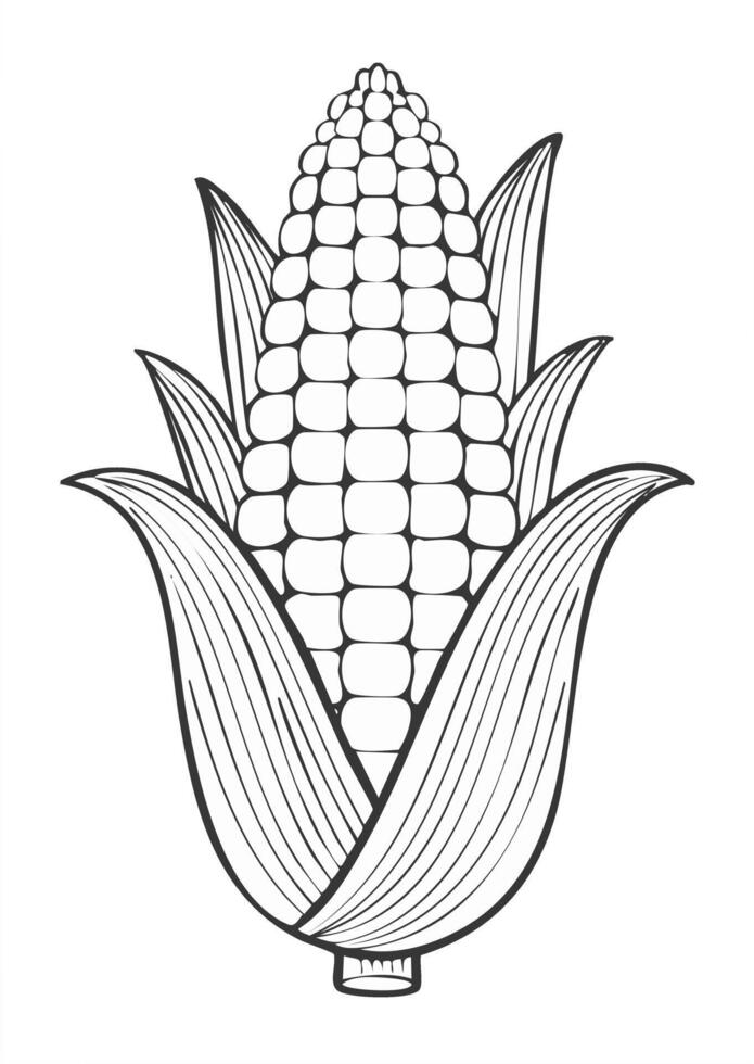Corn Vegetable Spice Vegan Food Meal Healthy Coloring Kid Book in Black and White. Monochrome and Colored Samples vector