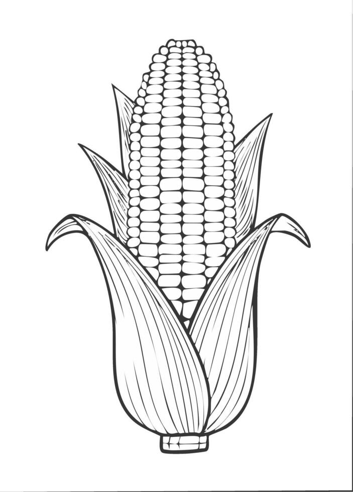 Corn Vegetable Spice Vegan Food Meal Healthy Coloring Kid Book Page in Black White. Monochrome and Colored Samples vector