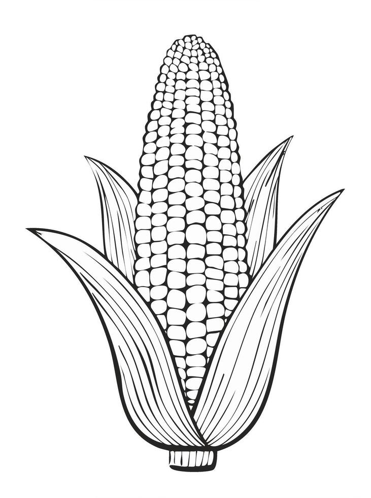 Corn Vegetable Spice Vegan Food Meal Healthy Coloring Kid Book Page in Black and White. Monochrome and Colored Samples vector
