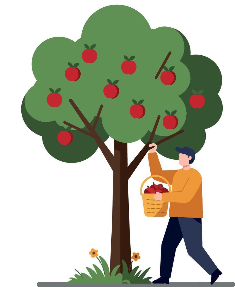 Man harvesting apples from a tree in flat illustration vector