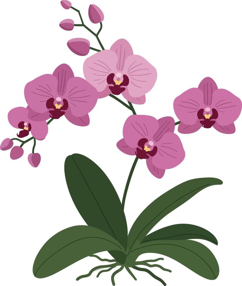 Elegant orchid flower arrangement in flat art style illustration vector