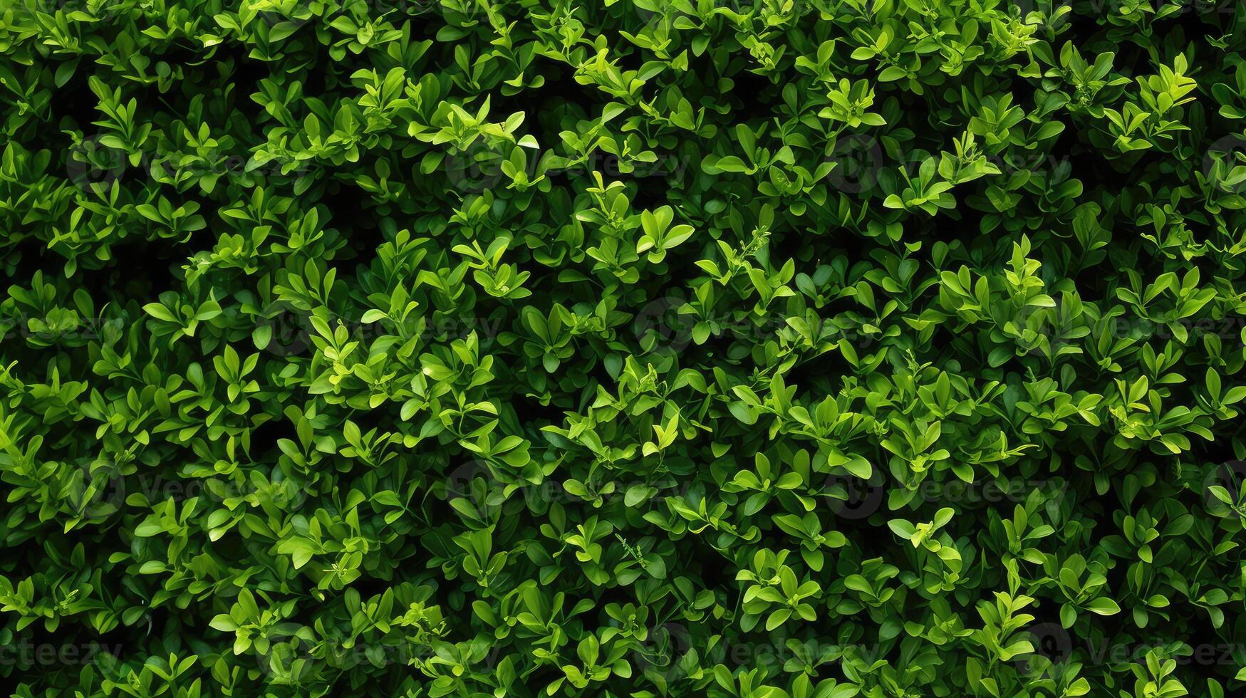 lush hedge texture photo