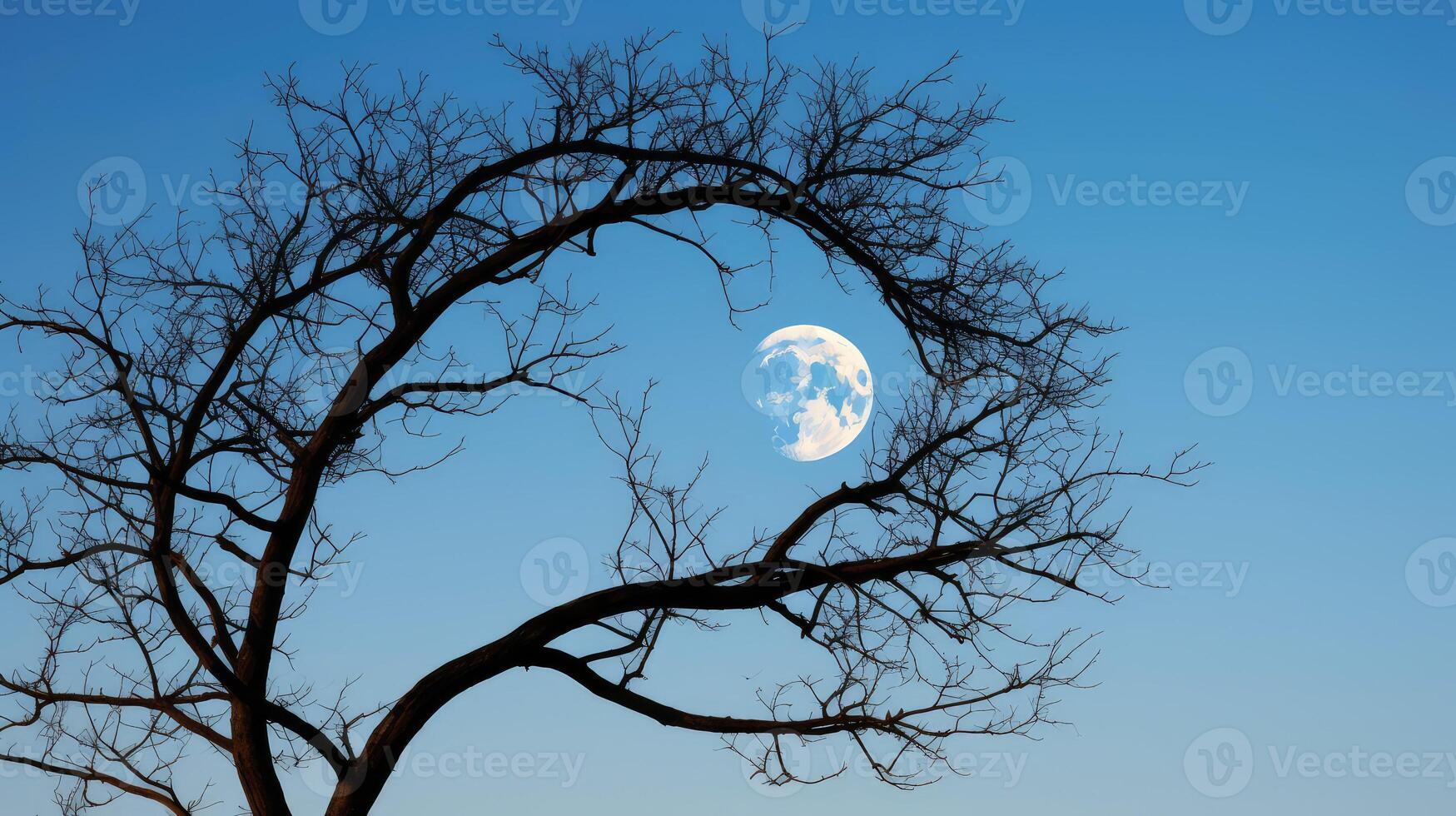 branches half moon trees photo