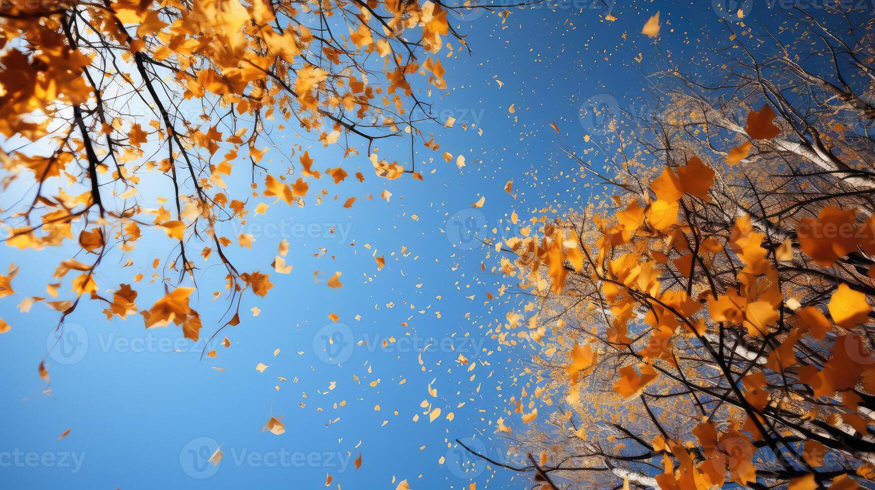tree fall leaves pattern photo