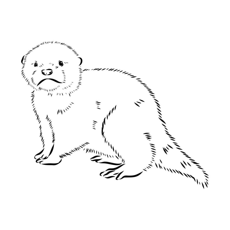 Asian otter drawing vector