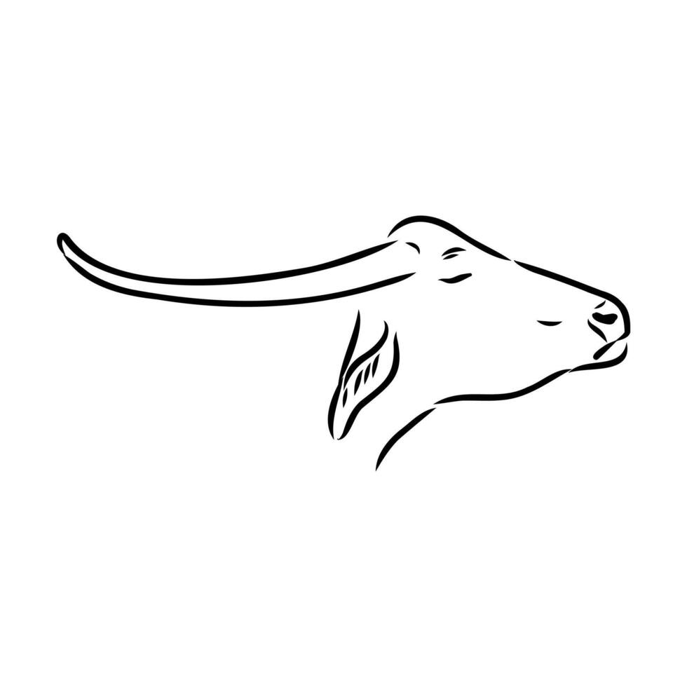 Indian water buffalo head sketch vector