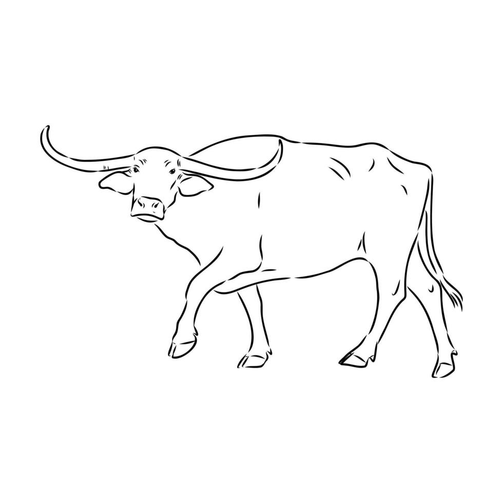 Arnie the Indian water buffalo vector