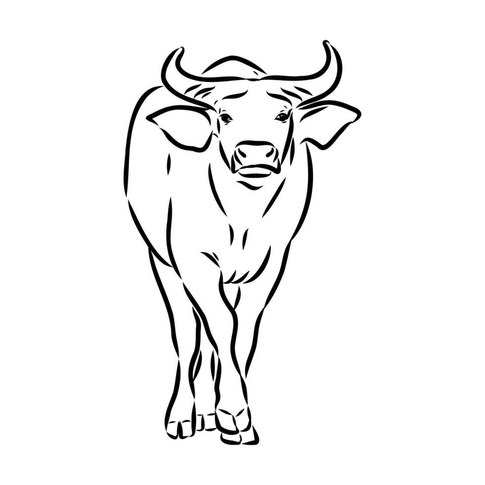 Indian water buffalo vector