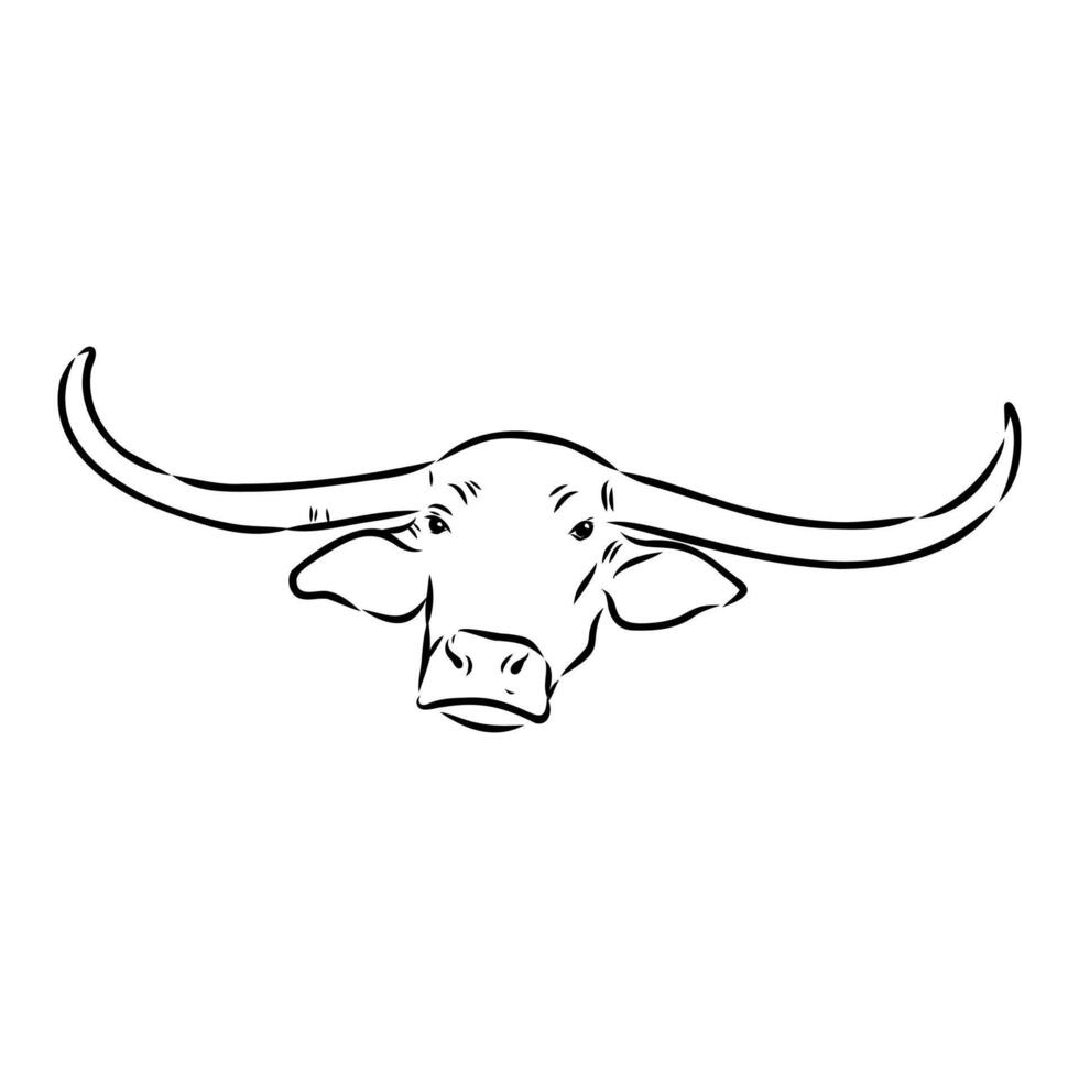 Indian buffalo head drawing vector
