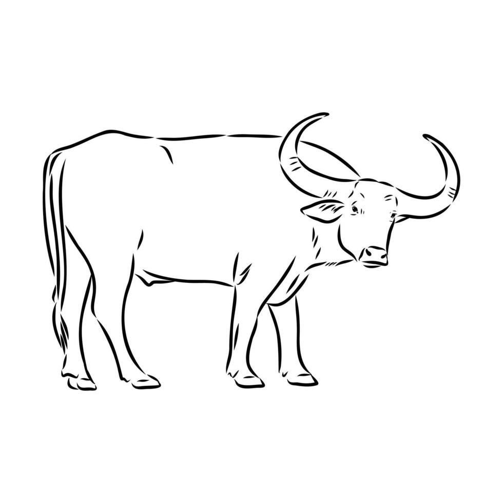 indian water buffalo sketch vector